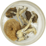 African Cubensis (Panaeolus africanus) | Sero Canada