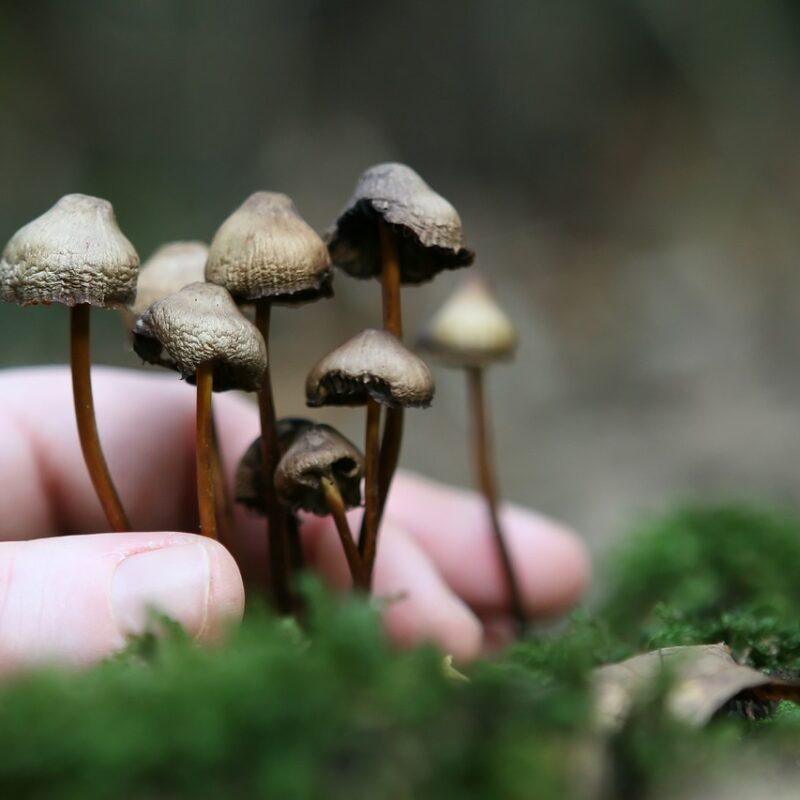 Guide to Magic Mushrooms | Sero Canada