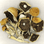 Penis Envy Cubensis | Sero Canada