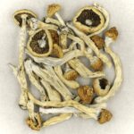 Texas Yellow Cap | Sero Canada