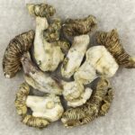 White Burma | Sero Canada