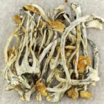 Amazonian Cubensis | Sero Canada