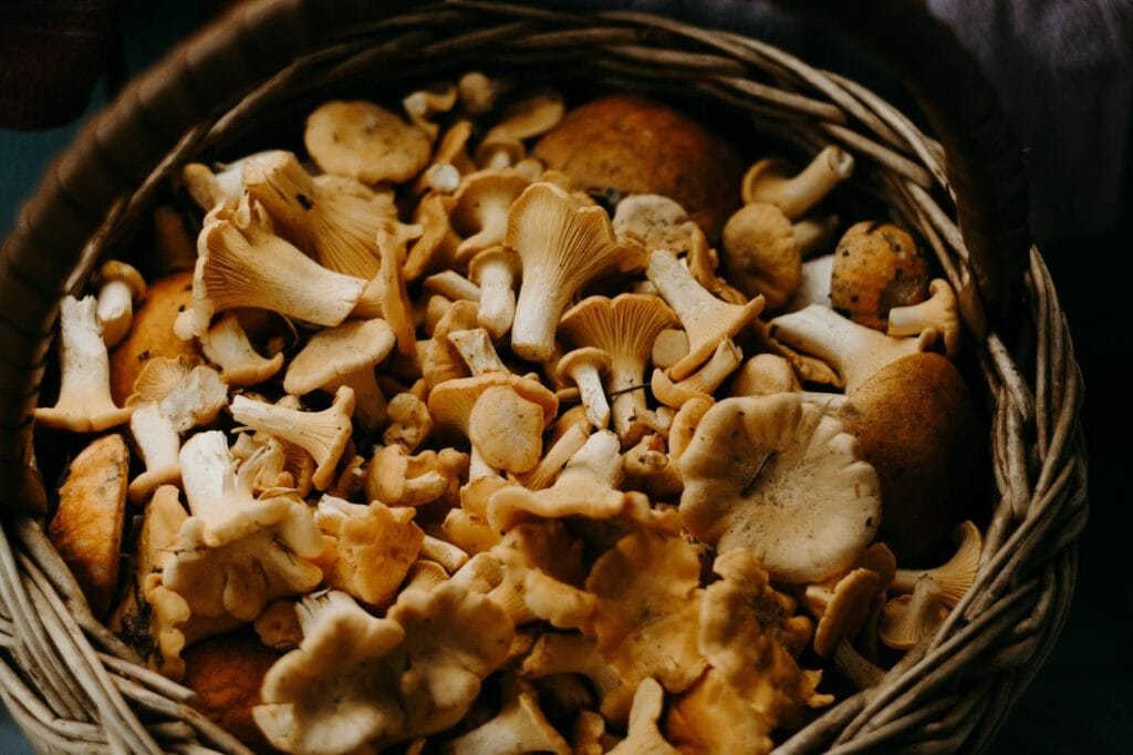 How to Store Shrooms Properly Buy shrooms online Sero Canada