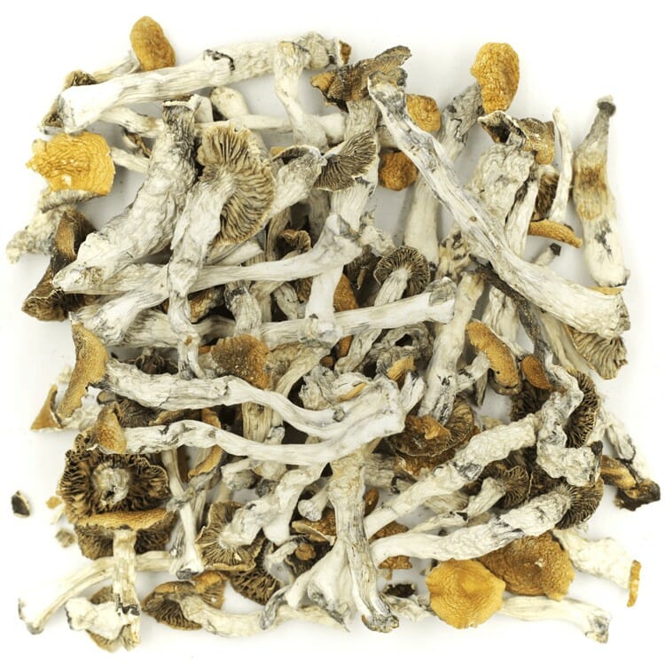 What are the Best Shrooms Online? Mush Golden Teacher at Sero Canada