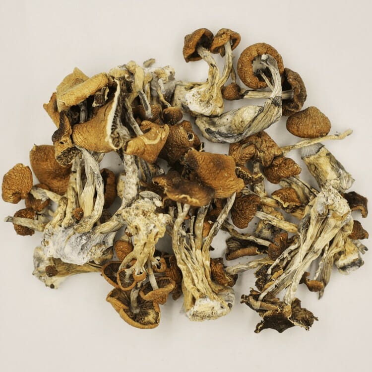 A New Trend In Wellness Is Psilocybe Cubensis And Microdosing Psilocybe Cubensis at Sero Canada
