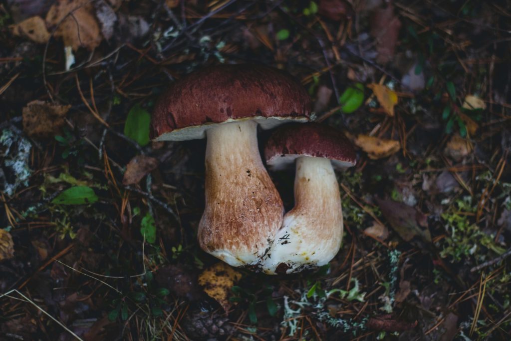 Looking for High-Quality Magic Mushrooms? Choose Sero Canada Amazonian Cubensis at Sero Canada