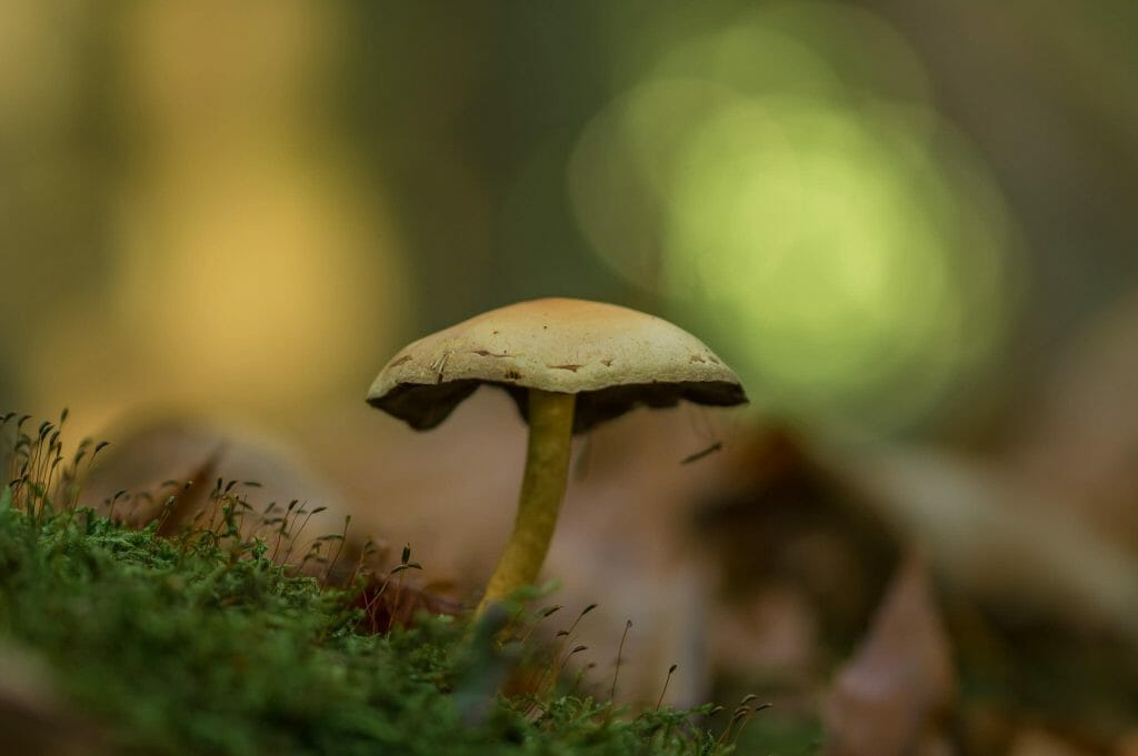 Sourcing High-Quality Magic Mushrooms psilocybe cubensis at Sero Canada