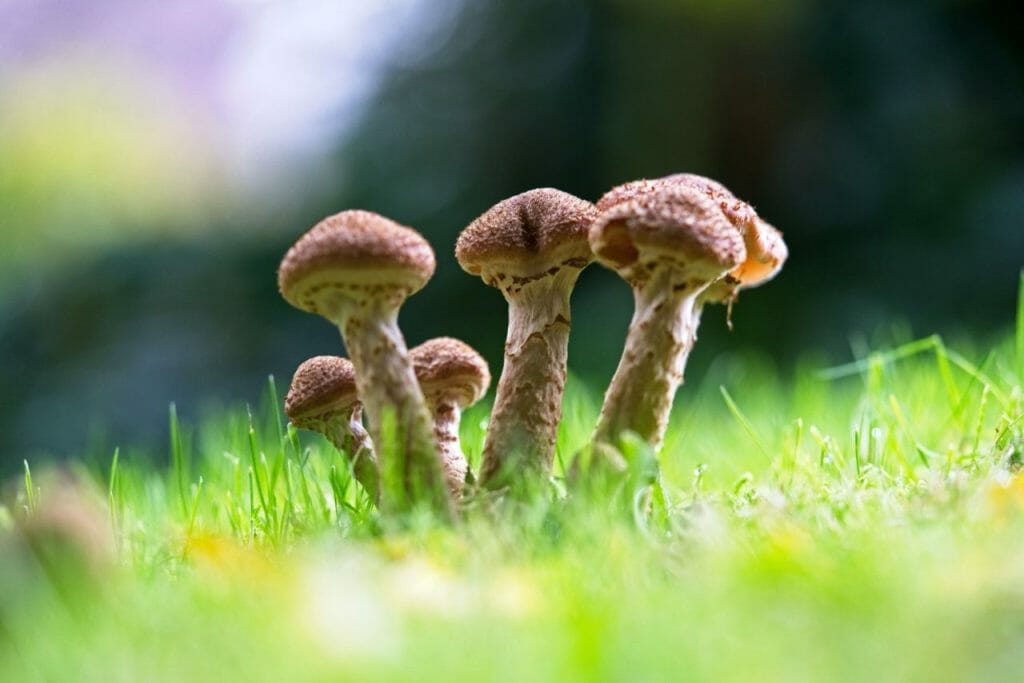 Why Opt for a Mushroom Dispensary? Mushroom Dispensary