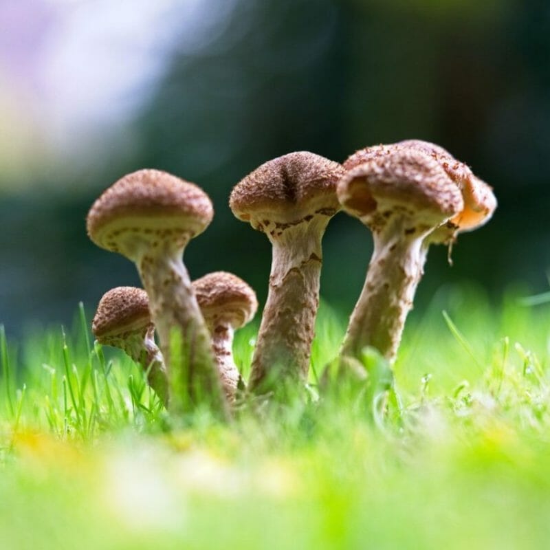 Mushroom Dispensary | Sero Canada
