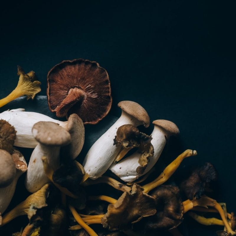 Dried Shrooms | Sero Canada