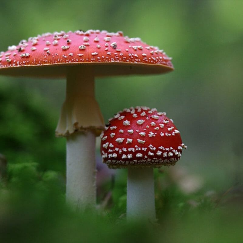 Magic Mushrooms Canada | Sero Canada