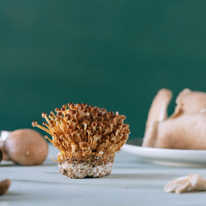 Buy Magic Mushroom | Sero Canada