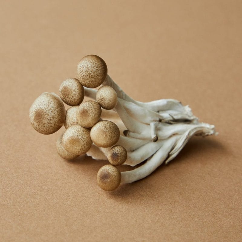 strongest mushroom strain | Sero Canada