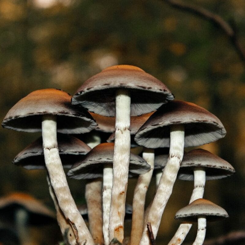 Microdose Mushrooms | Sero Canada