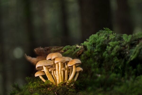 Buy Shrooms Online and Discover the Sweetest Shroom Options