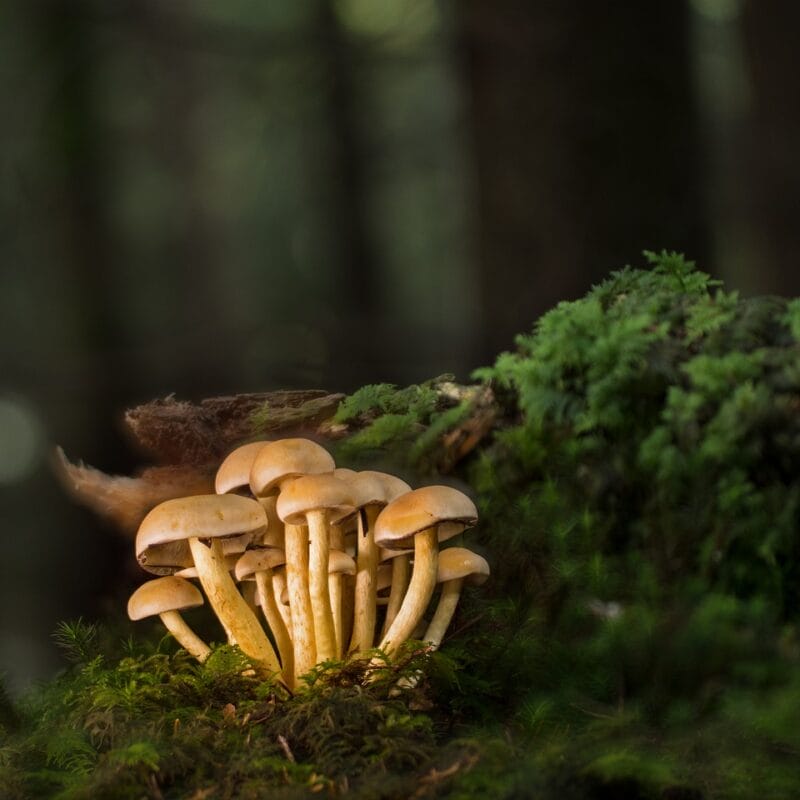 Buy Shrooms Online and Discover the Sweetest Shroom Options | Sero Canada