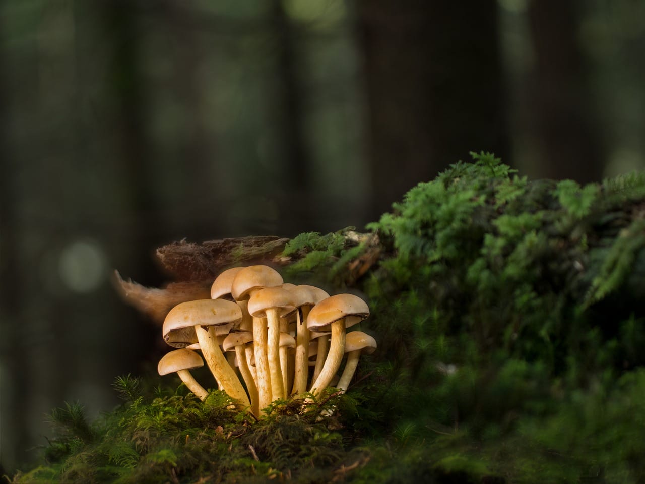 Buy Shrooms Online and Discover the Sweetest Shroom Options