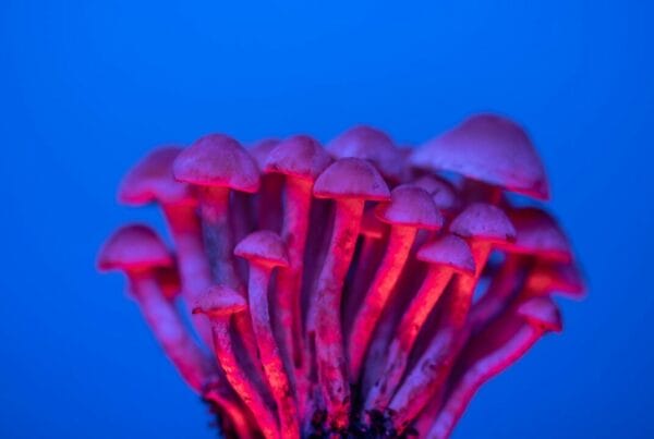 Shrooms Delivery in Canada