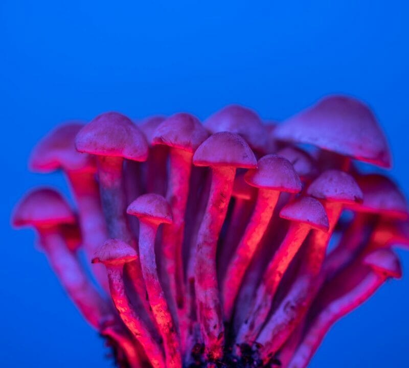 Shrooms Delivery in Canada | Sero Canada
