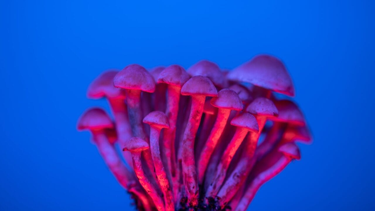 Shrooms Delivery for Cognitive Enhancement: Exploring Nootropics Benefits