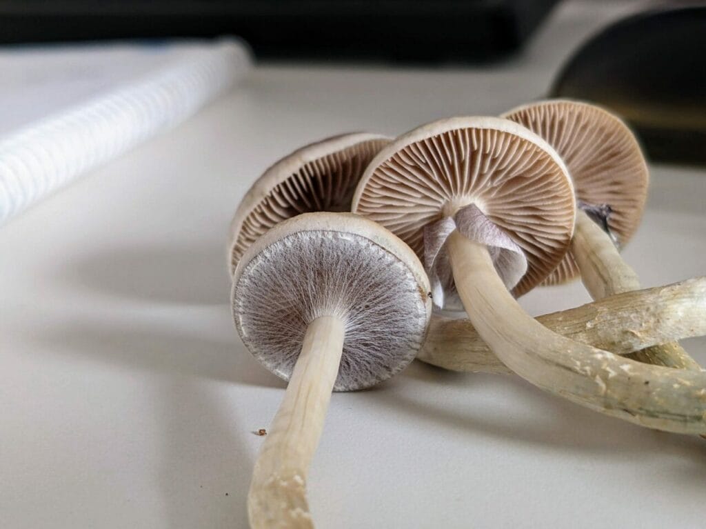 Magic Mushrooms at Sero Canada