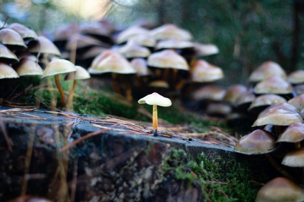 Shroom Delivery at Sero Canada