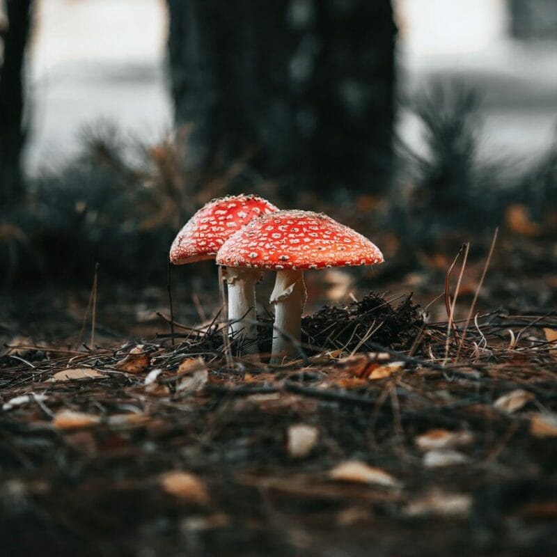 Shroom online delivery at Zoomies Canada | Sero Canada