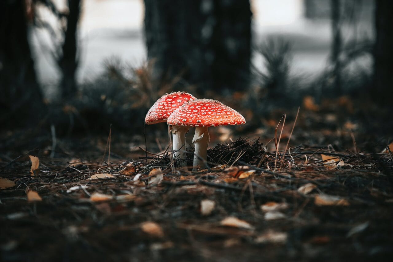 The Psilocybin Revolution: Production, Research, & Future Trajectory