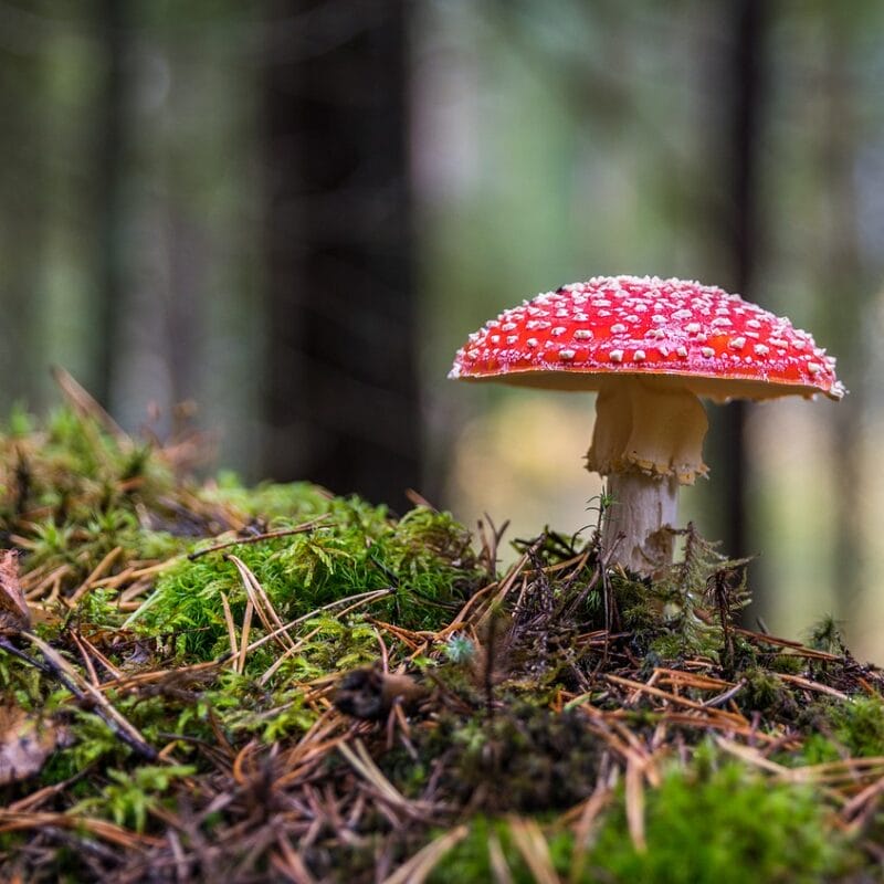 Shrooms Online in Canada | Sero Canada