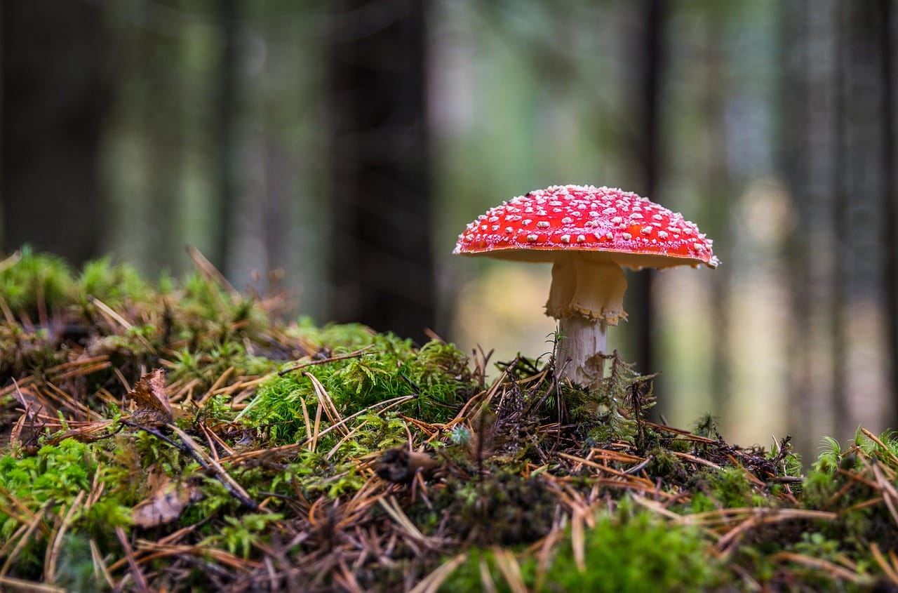 Why Psilocybin Is A Necessity to Canada’s Healthcare