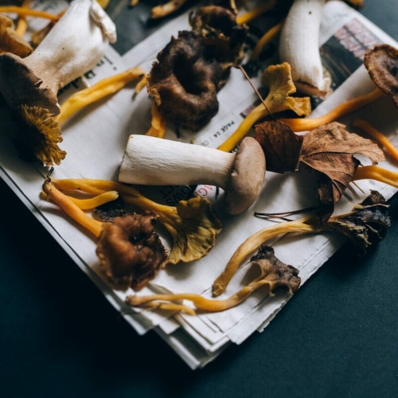Mushroom chocolate at Zoomies Canada | Sero Canada