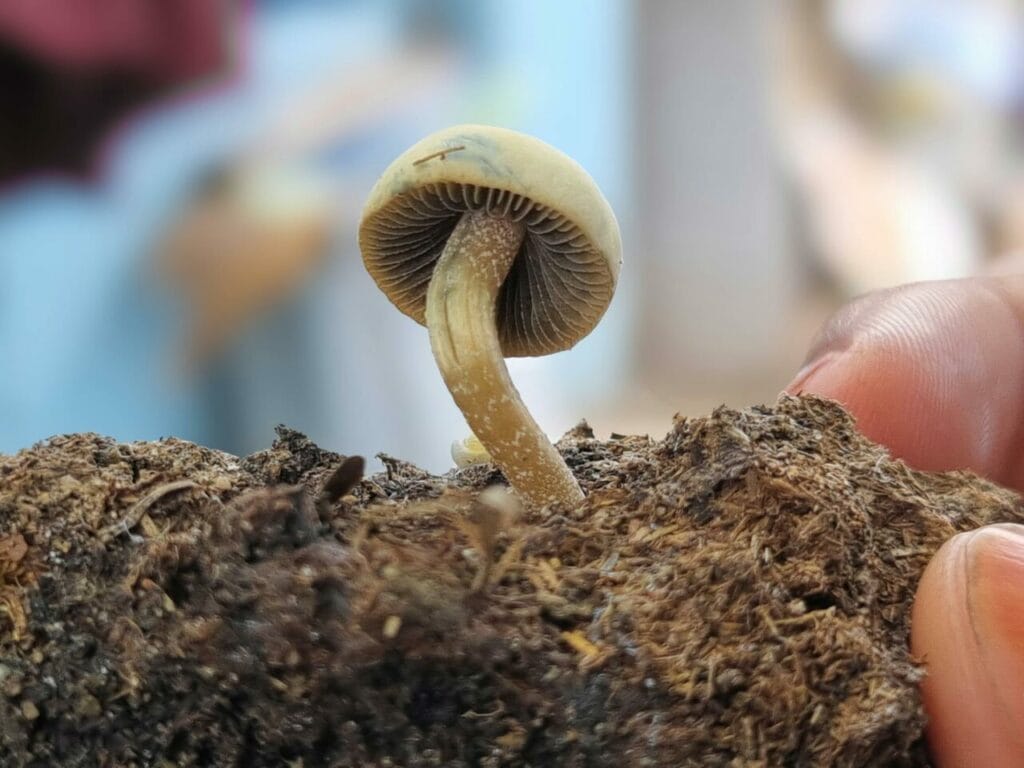 Magic Mushroom Dispensary
