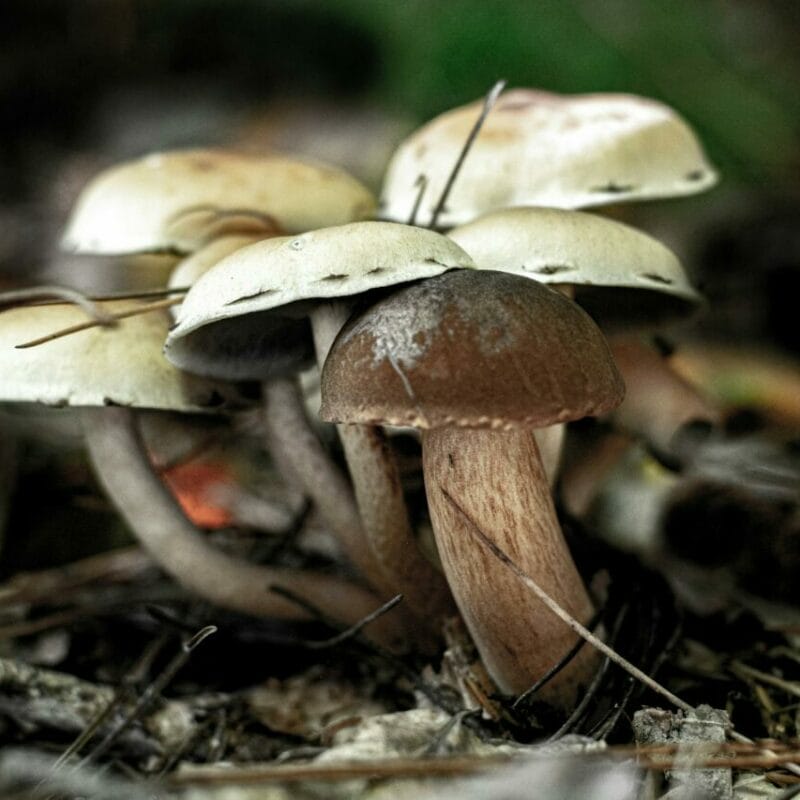 psilocybin mushroom | Sero Canada