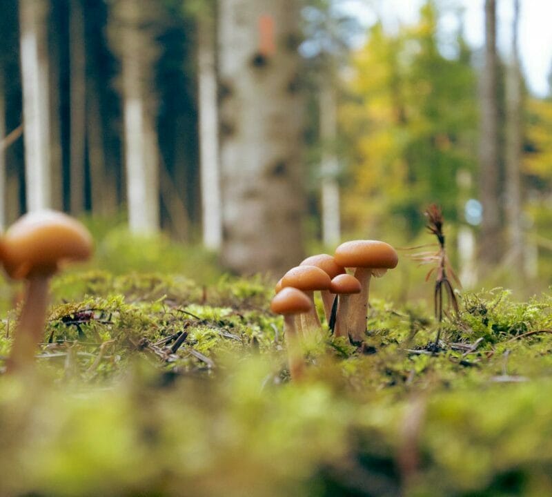 Magic Mushroom Dispensary | Sero Canada