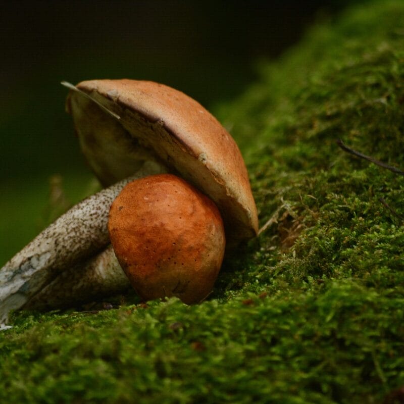 Mushroom Dispensary Vancouver | Sero Canada