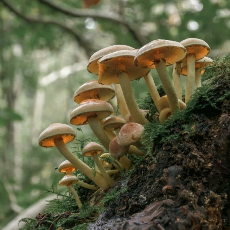 Shrooms online | Sero Canada