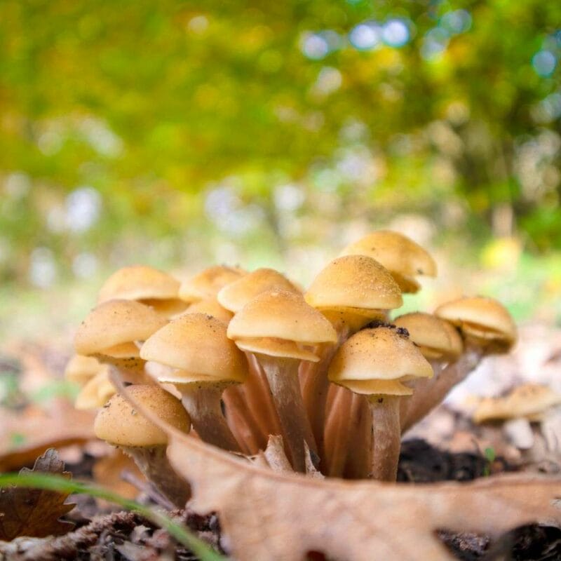 Shrooms Canada | Sero Canada