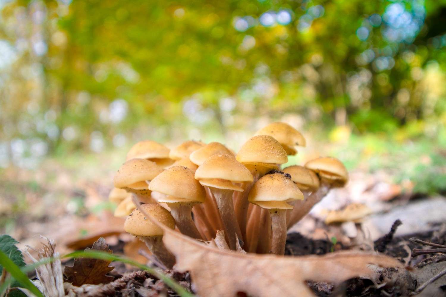 Psilocybin Mushrooms Are Spreading Beyond Canada – Microdosing As A Global Phenomenon