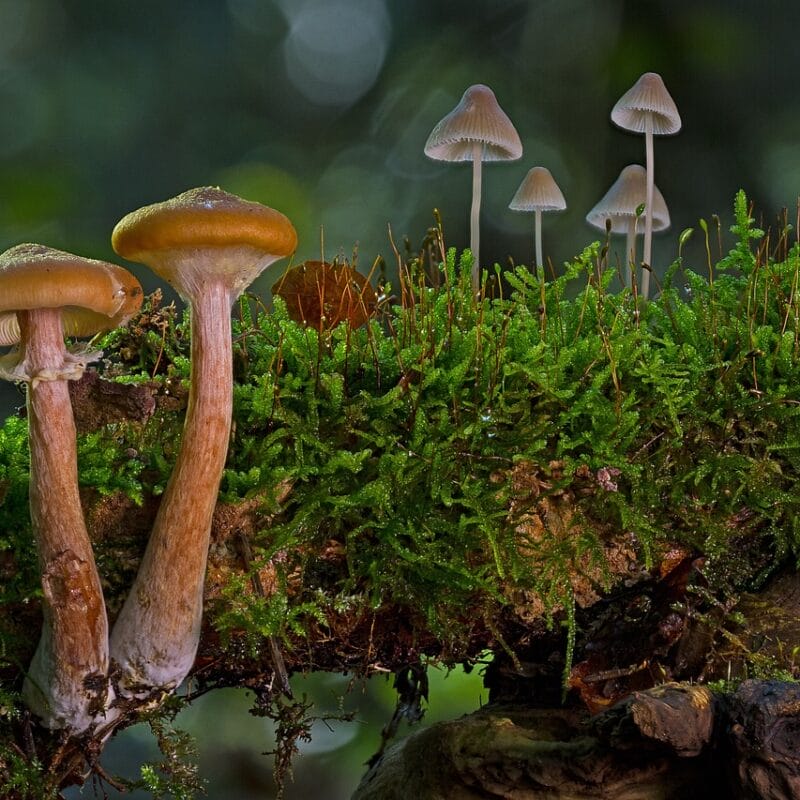 magic mushroom in Canada | Sero Canada