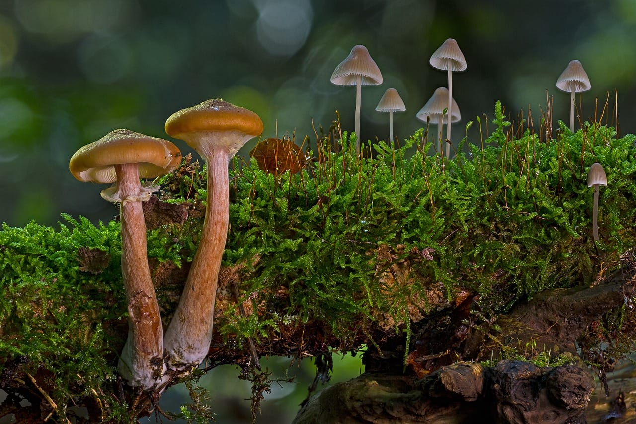 80% of Canadians Support Shrooms for Existential Distress