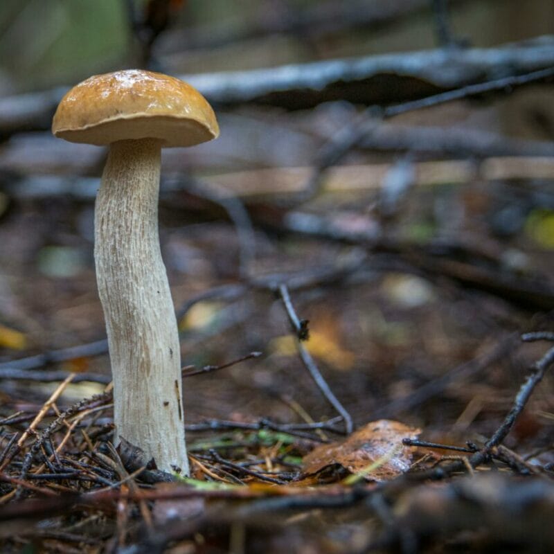 Shrooms online | Sero Canada