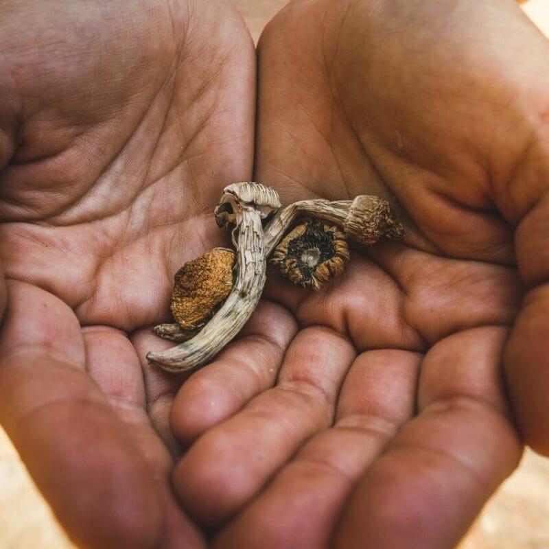 dried shrooms | Sero Canada