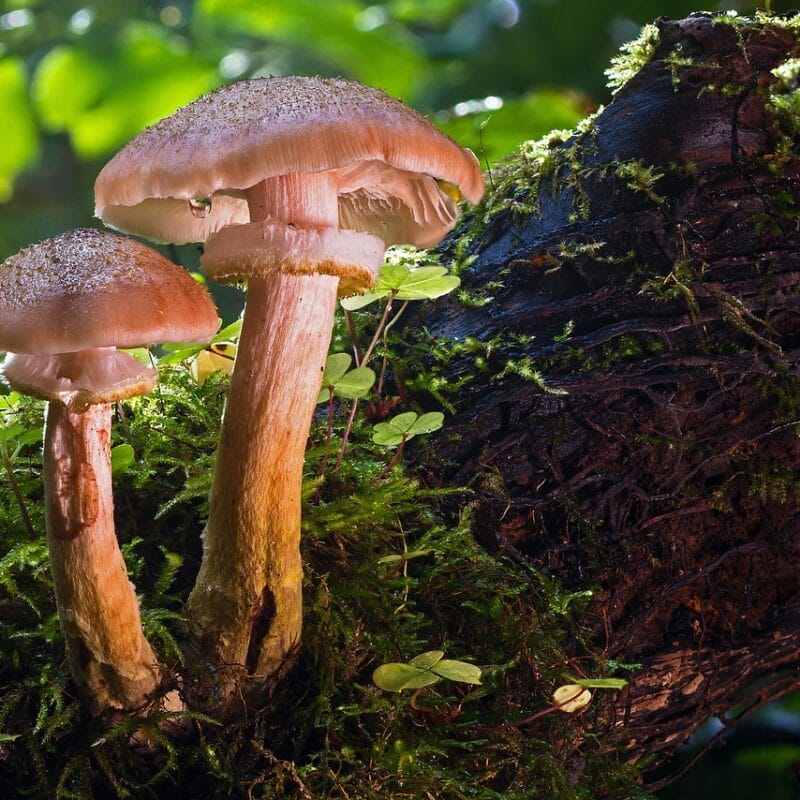 magic mushroom delivery | Sero Canada