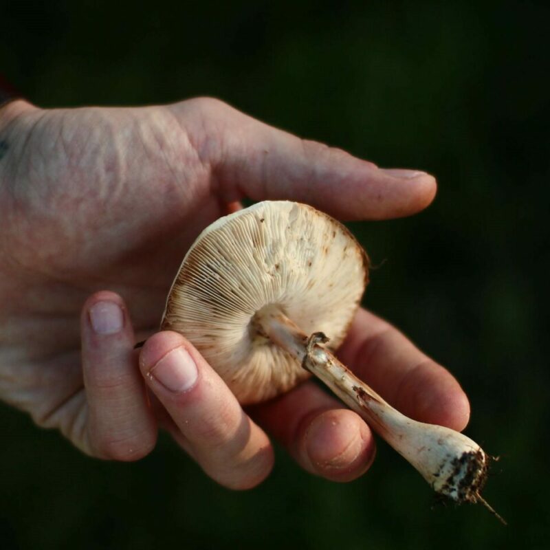 Shrooms | Sero Canada