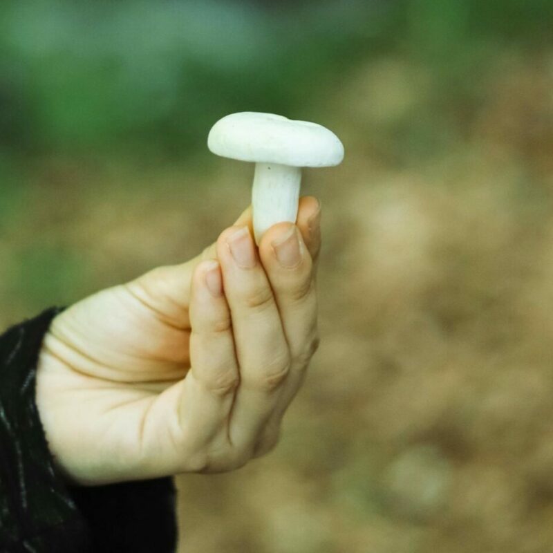 shrooms online in Canada | Sero Canada