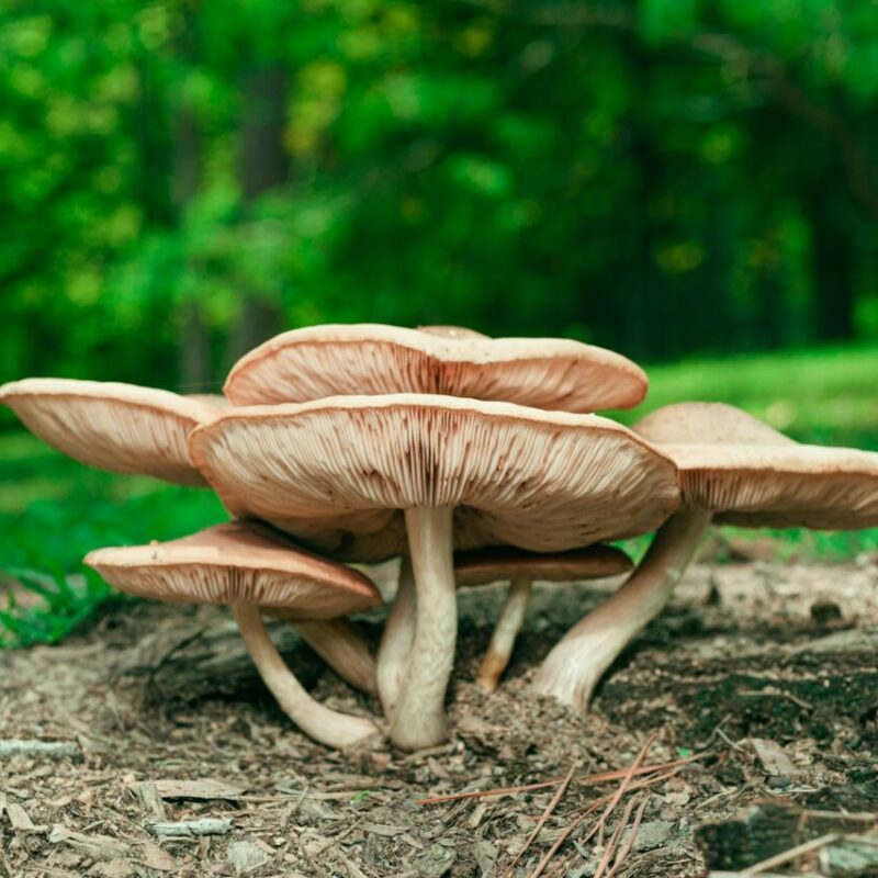 Big Daddy Mushroom | Sero Canada