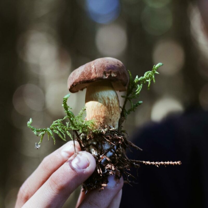 Buy Shrooms | Sero Canada