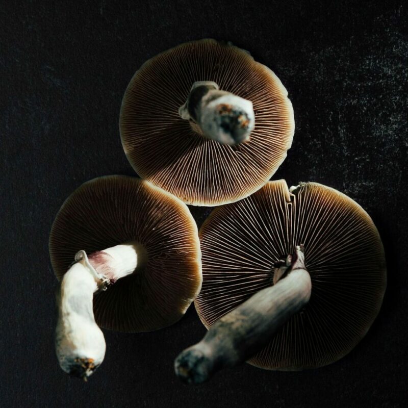 Magic Mushroom Canada | Sero Canada