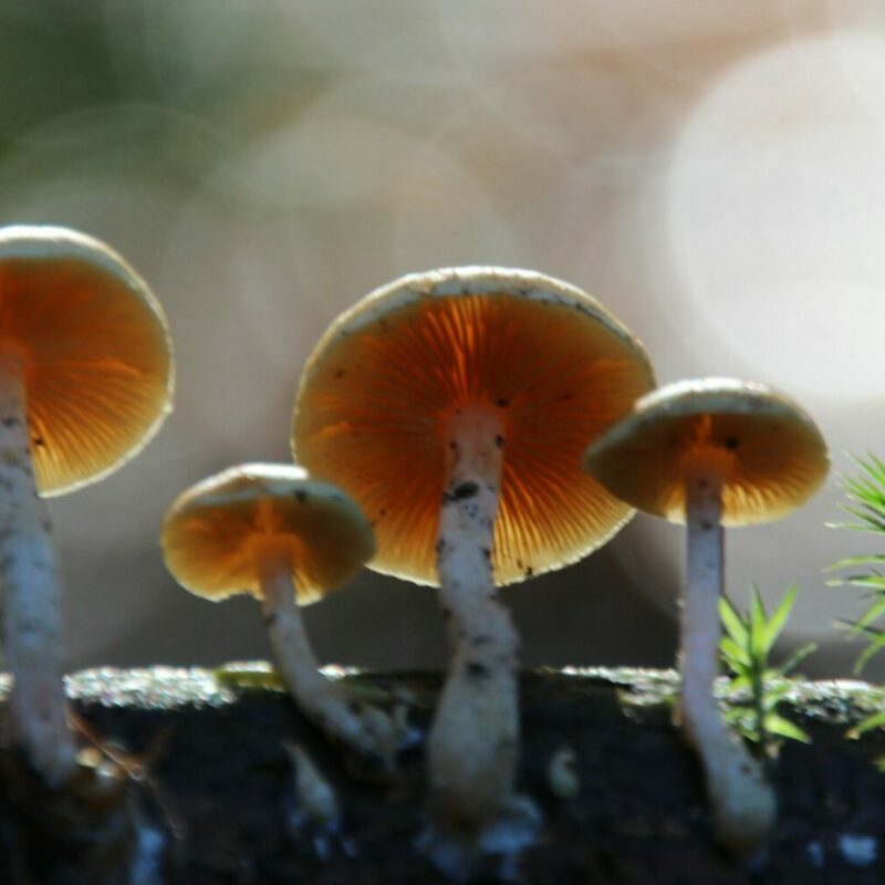 Magic Mushroom Delivery | Sero Canada