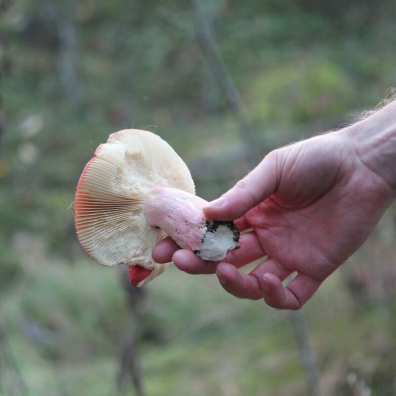 Magic Mushroom Delivery | Sero Canada